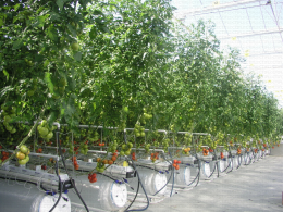 Culture de tomate en serre semi-fermée Ultra-Clima®